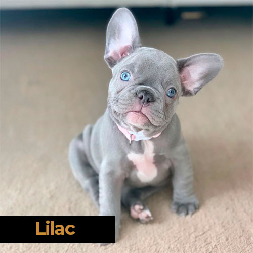 Bulldog Francés Lilac
